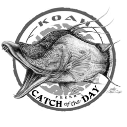 Koah Catch of the Day Hogfish T-Shirt Back Graphic Thumbnail}