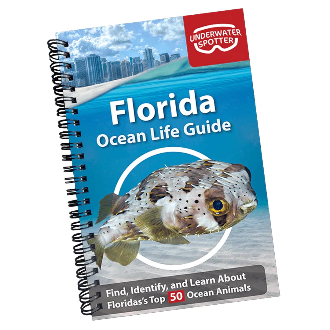 Florida Ocean Fish Guide
