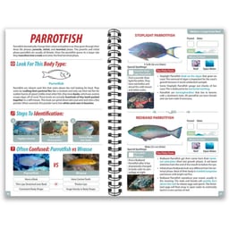 Caribbean Ocean Fish Guide Thumbnail}
