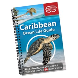 Caribbean Ocean Fish Guide Thumbnail}