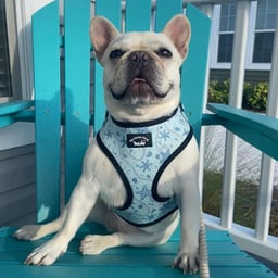 The Knotty Dawg Dog Harness -lifestyle Thumbnail}